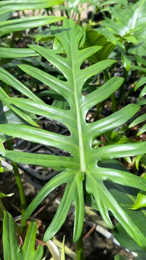 Ecuagenera USA Corp. Plants of the World