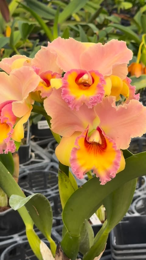Ecuagenera USA Corp. Plants of the World